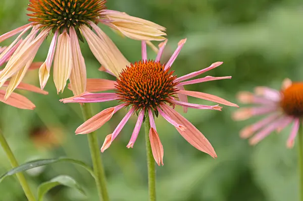 487042 - Purple cone flower (Echinacea purpurea 'Sunset')