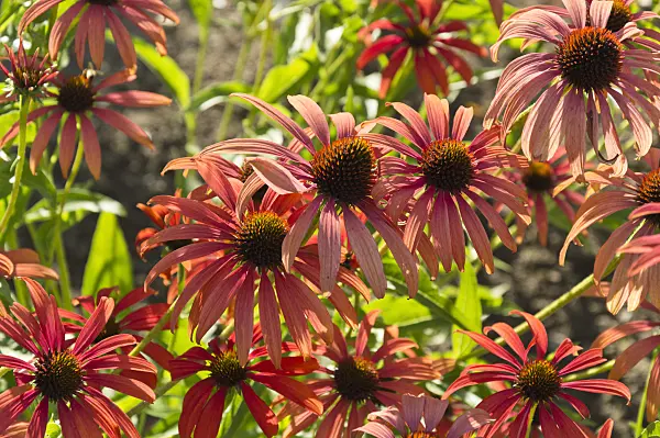 511188 - Purple cone flower (Echinacea purpurea 'Tomato Soup')