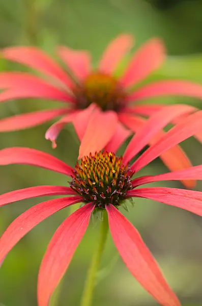 535207 - Purple cone flower (Echinacea purpurea 'Tomato Soup')