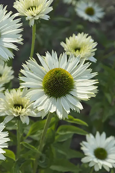511182 - Purple cone flower (Echinacea purpurea 'Virgin')