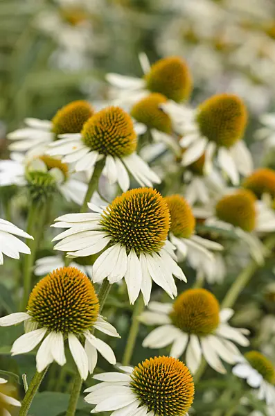 523221 - Purple cone flower (Echinacea purpurea 'White Swan')
