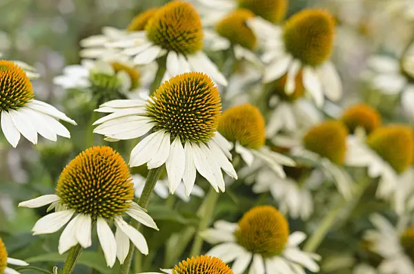 523222 - Purple cone flower (Echinacea purpurea 'White Swan')