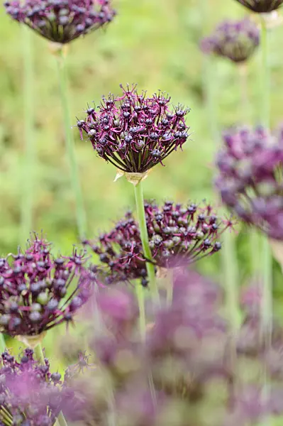 485101 - Purple-flowered onion (Allium atropurpureum)