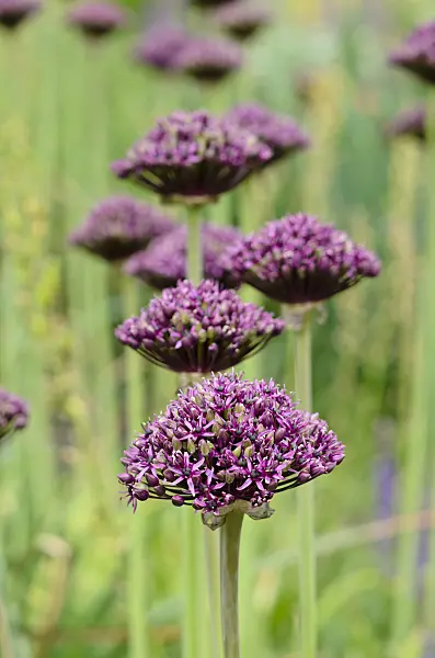 545100 - Purple-flowered onion (Allium atropurpureum)