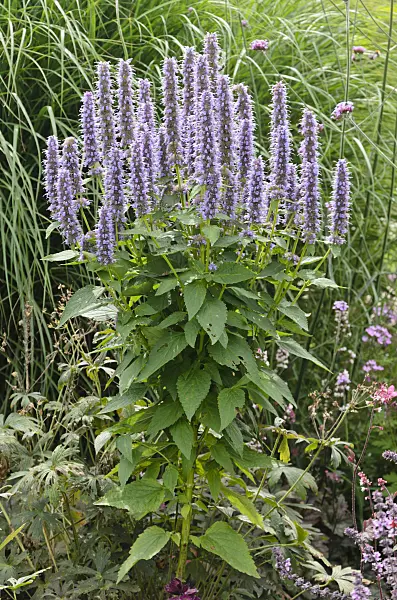 571033 - Purple giant hyssop (Agastache rugosa)