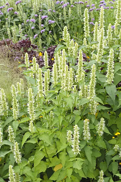 487028 - Purple giant hyssop (Agastache rugosa 'Alabaster')