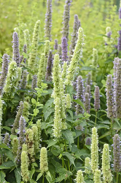 535052 - Purple giant hyssop (Agastache rugosa 'Alba')