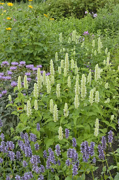498091 - Purple giant hyssop (Agastache rugosa 'Alba'), anise hyssop (Agastache foeniculum) and wild bergamot (Monarda fistulosa)
