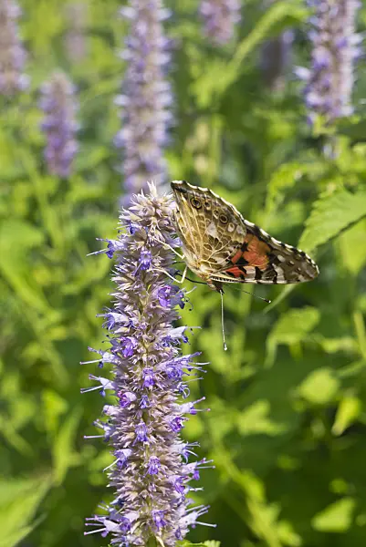 608114 - Purple giant hyssop (Agastache rugosa) and painted lady (Vanessa cardui)