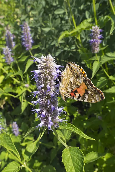608115 - Purple giant hyssop (Agastache rugosa) and painted lady (Vanessa cardui)