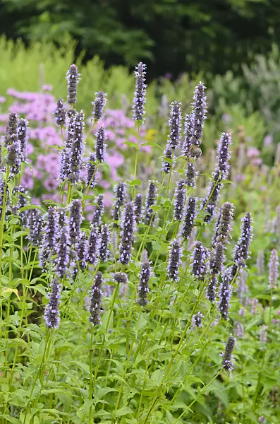 534511 - Purple giant hyssop (Agastache rugosa 'Black Adder')