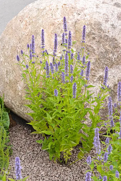 474170 - Purple giant hyssop (Agastache rugosa 'Blue Fortune')