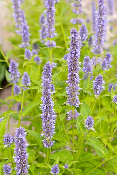474171 - Purple giant hyssop (Agastache rugosa 'Blue Fortune')