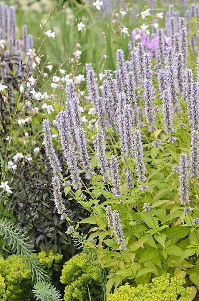 547028 - Purple giant hyssop (Agastache rugosa 'Blue Fortune')