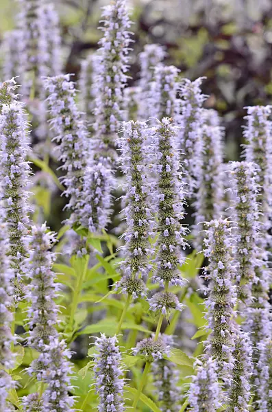 547029 - Purple giant hyssop (Agastache rugosa 'Blue Fortune')