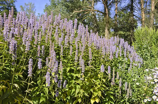571050 - Purple giant hyssop (Agastache rugosa 'Blue Fortune')
