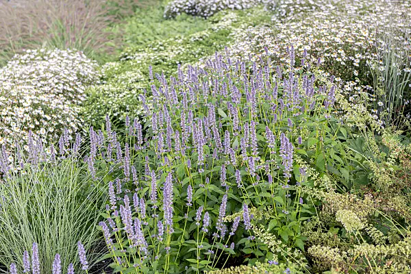 651034 - Purple giant hyssop (Agastache rugosa 'Blue Fortune')