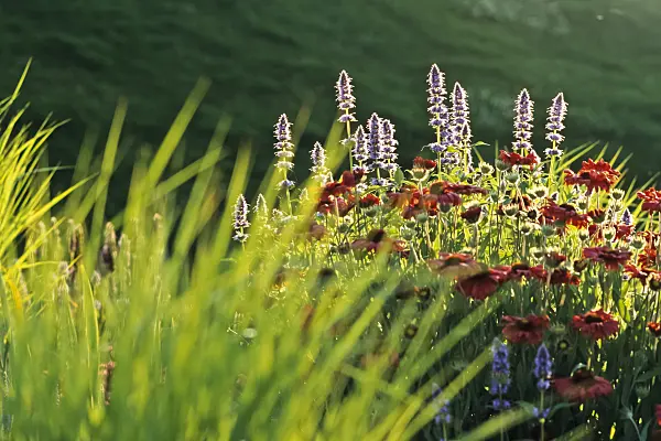 380037 - Purple giant hyssop (Agastache rugosa 'Blue Fortune') and blanket flower (Gaillardia)
