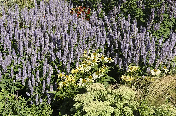 535154 - Purple giant hyssop (Agastache rugosa 'Blue Fortune') and purple cone flower (Echinacea purpurea 'Alba')