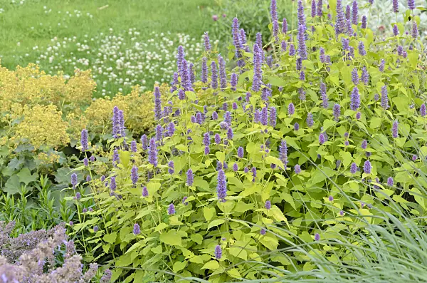 547006 - Purple giant hyssop (Agastache rugosa 'Golden Jubilee')