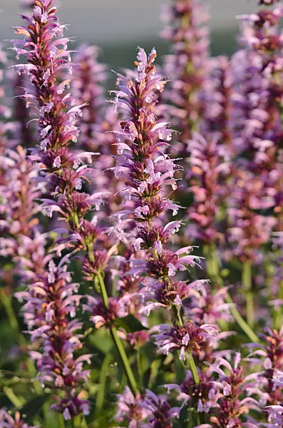 570072 - Purple giant hyssop (Agastache rugosa 'Red Fortune')