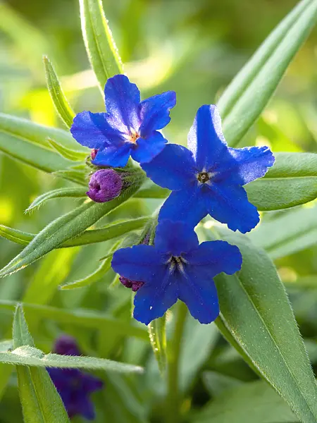 437218 - Purple gromwell (Lithospermum purpureocaeruleum)