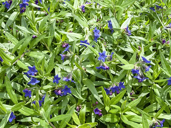 437438 - Purple gromwell (Lithospermum purpureocaeruleum)