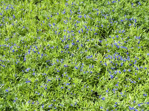 437448 - Purple gromwell (Lithospermum purpureocaeruleum)