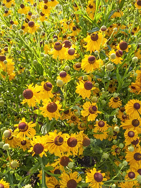 416060 - Purple head sneezeweed (Helenium flexuosum)