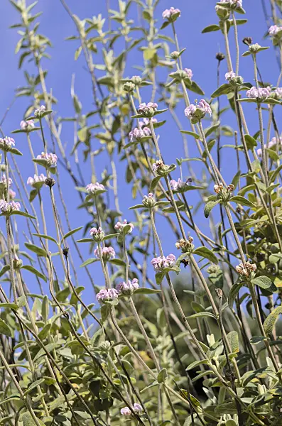 533056 - Purple Jerusalem sage (Phlomis purpurea)