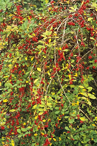 383052 - Purple leaf barberry (Berberis thunbergii)