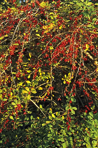 383076 - Purple leaf barberry (Berberis thunbergii)