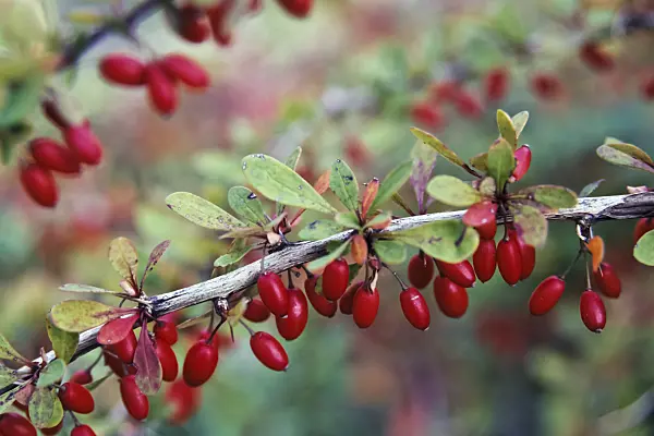 430280 - Purple leaf barberry (Berberis thunbergii)