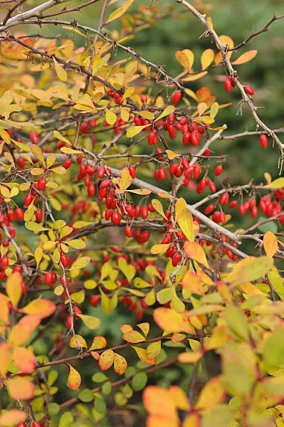 489115 - Purple leaf barberry (Berberis thunbergii)