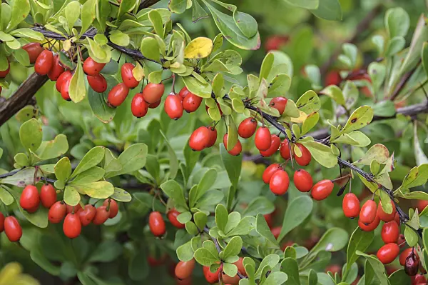 535261 - Purple leaf barberry (Berberis thunbergii)