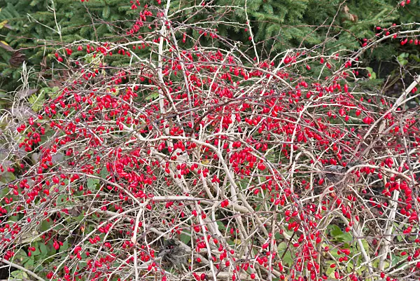 562019 - Purple leaf barberry (Berberis thunbergii)