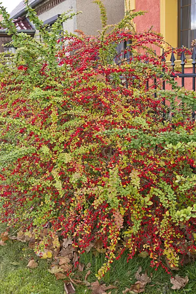 576013 - Purple leaf barberry (Berberis thunbergii)