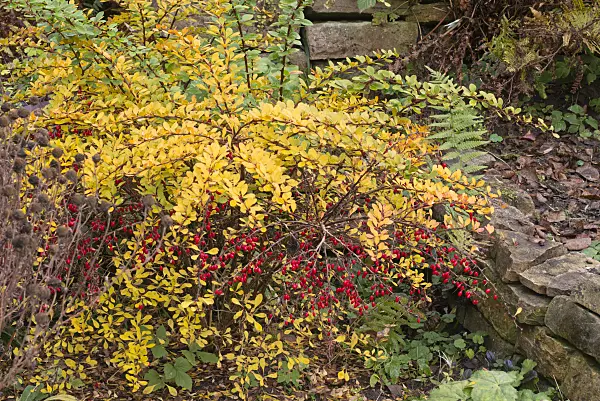 576019 - Purple leaf barberry (Berberis thunbergii)