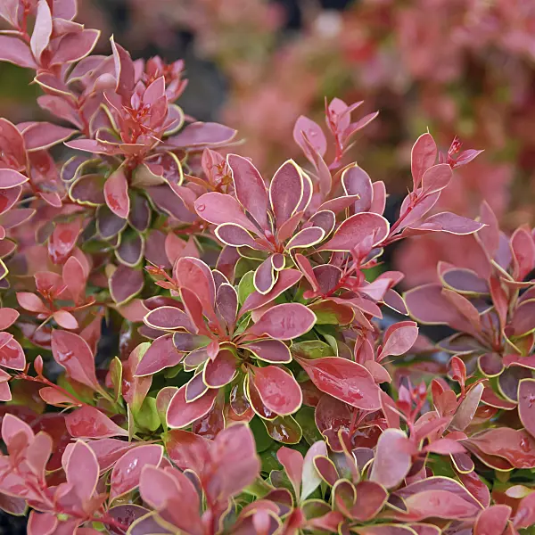 471363 - Purple leaf barberry (Berberis thunbergii 'Admiration')