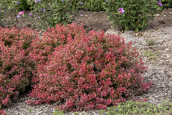 616162 - Purple leaf barberry (Berberis thunbergii 'Admiration')