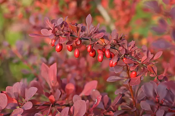 489110 - Purple leaf barberry (Berberis thunbergii 'Atropurpurea')