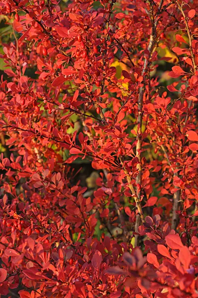 489153 - Purple leaf barberry (Berberis thunbergii 'Atropurpurea')
