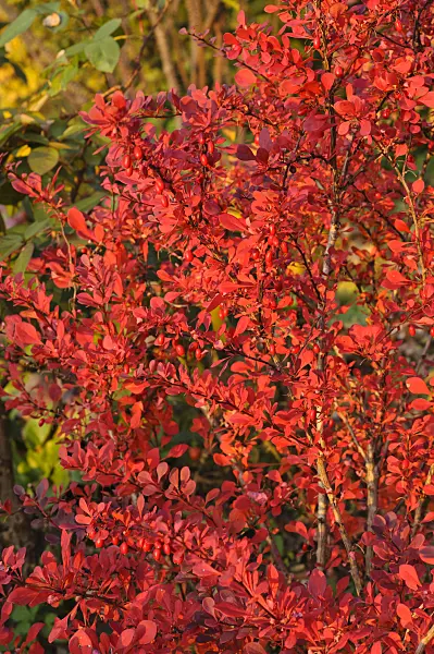 489154 - Purple leaf barberry (Berberis thunbergii 'Atropurpurea')