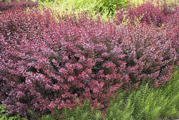 490035 - Purple leaf barberry (Berberis thunbergii 'Atropurpurea')