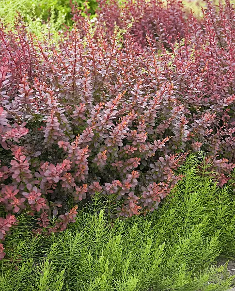 490036 - Purple leaf barberry (Berberis thunbergii 'Atropurpurea')
