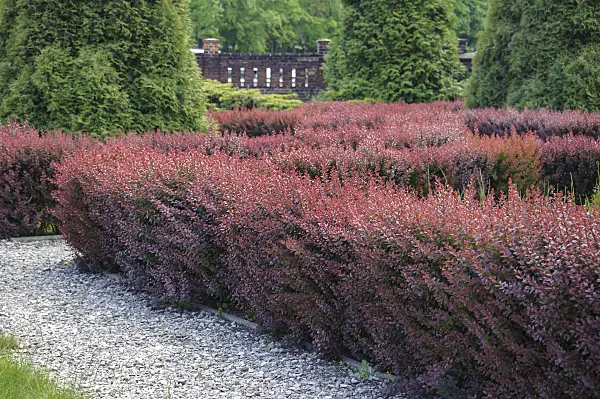 535259 - Purple leaf barberry (Berberis thunbergii 'Atropurpurea')