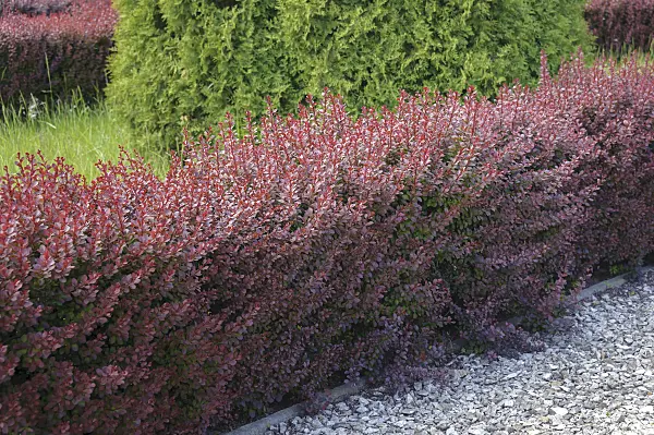 535260 - Purple leaf barberry (Berberis thunbergii 'Atropurpurea')