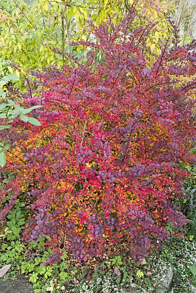 562018 - Purple leaf barberry (Berberis thunbergii 'Atropurpurea')