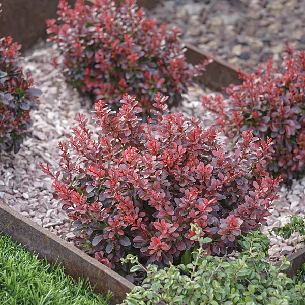 607014 - Purple leaf barberry (Berberis thunbergii 'Atropurpurea Nana')