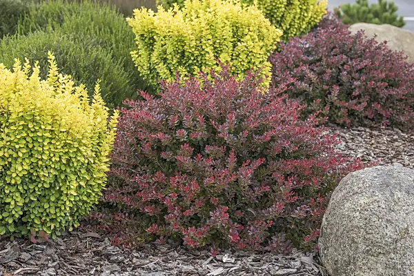 616163 - Purple leaf barberry (Berberis thunbergii 'Atropurpurea Nana')